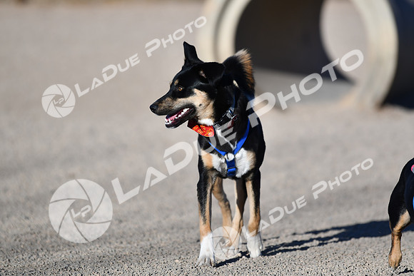 210118_SpringCanyonDogPark112