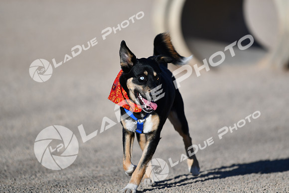 210118_SpringCanyonDogPark113