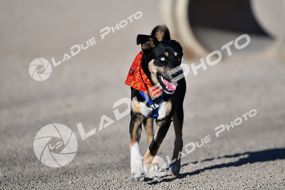 210118_SpringCanyonDogPark114