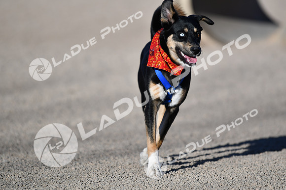 210118_SpringCanyonDogPark115