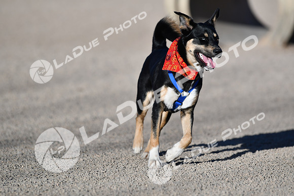 210118_SpringCanyonDogPark116