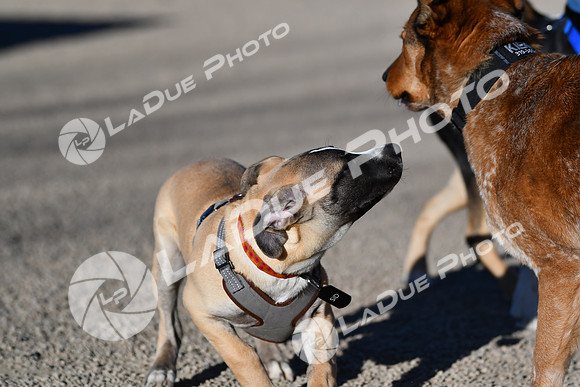 210118_SpringCanyonDogPark117