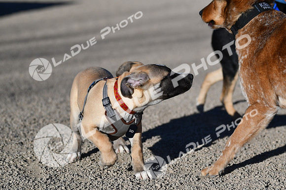 210118_SpringCanyonDogPark118
