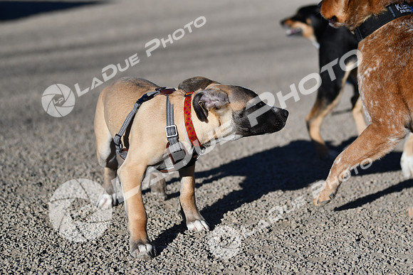 210118_SpringCanyonDogPark119