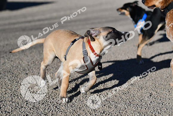 210118_SpringCanyonDogPark120