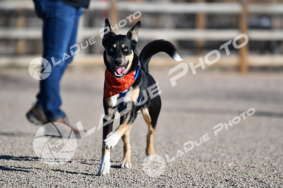 210118_SpringCanyonDogPark121