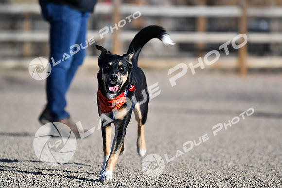 210118_SpringCanyonDogPark122