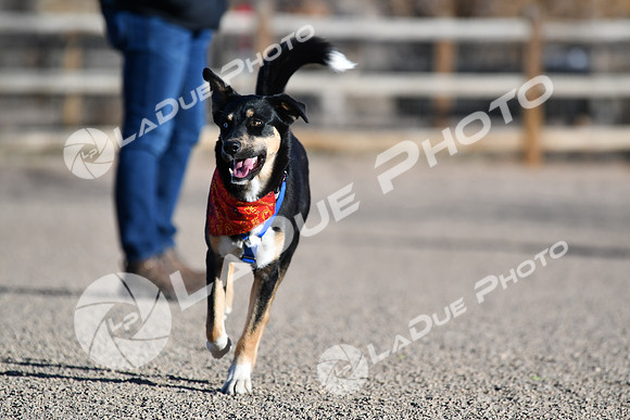 210118_SpringCanyonDogPark123