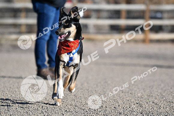 210118_SpringCanyonDogPark124