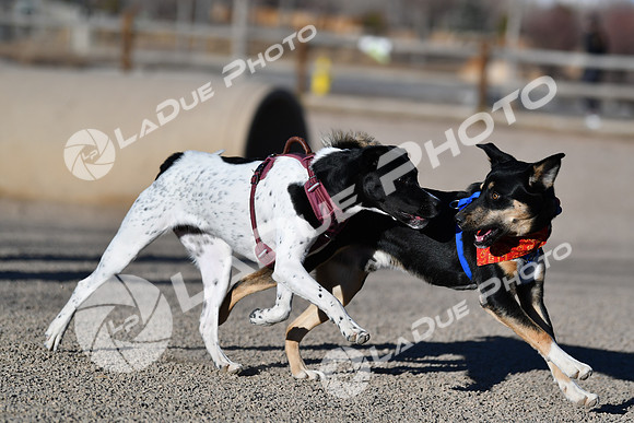 210118_SpringCanyonDogPark125