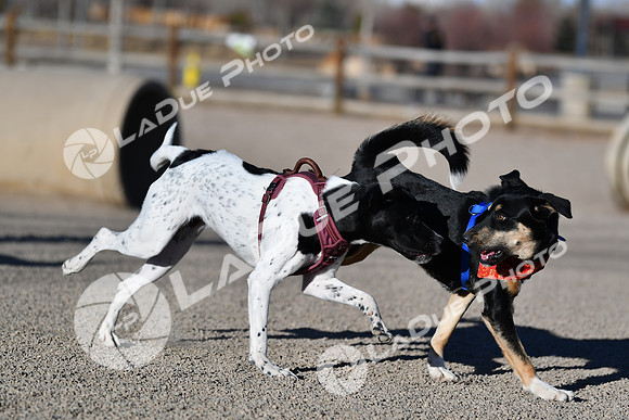 210118_SpringCanyonDogPark126