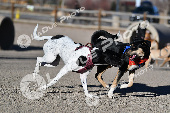 210118_SpringCanyonDogPark127