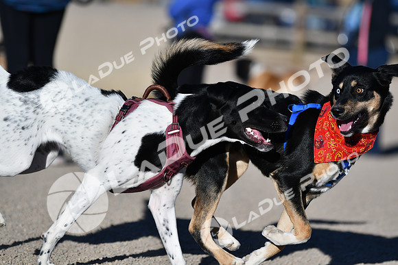 210118_SpringCanyonDogPark128