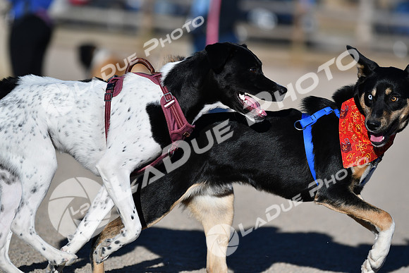210118_SpringCanyonDogPark129