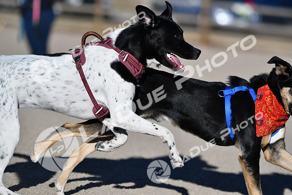 210118_SpringCanyonDogPark130