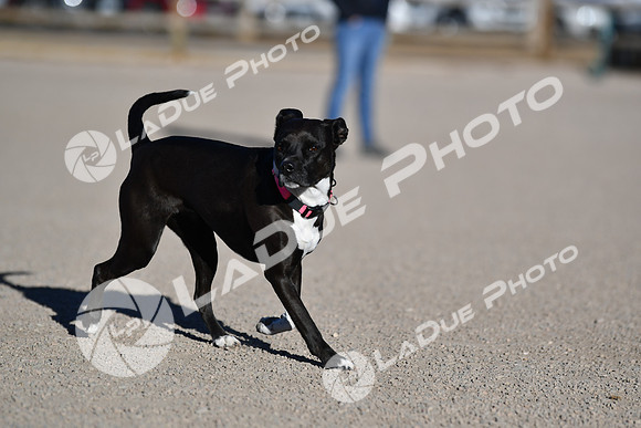 210118_SpringCanyonDogPark131