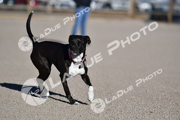 210118_SpringCanyonDogPark132