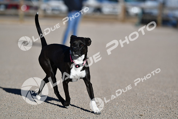 210118_SpringCanyonDogPark133