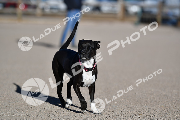 210118_SpringCanyonDogPark134