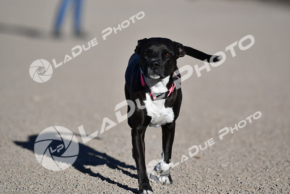 210118_SpringCanyonDogPark135