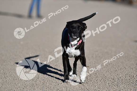210118_SpringCanyonDogPark136