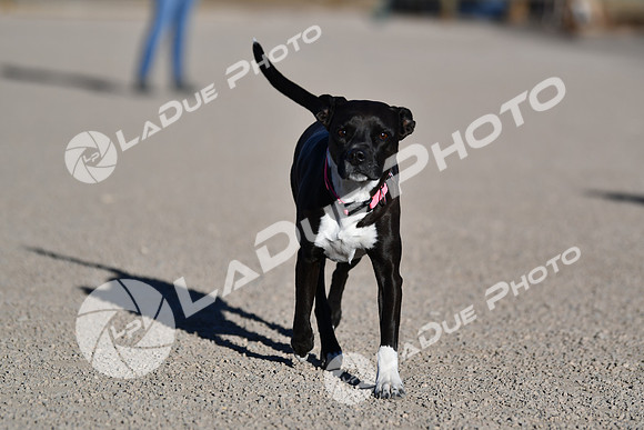 210118_SpringCanyonDogPark137