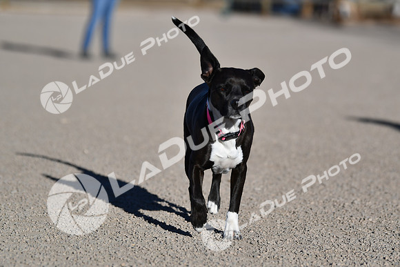 210118_SpringCanyonDogPark138