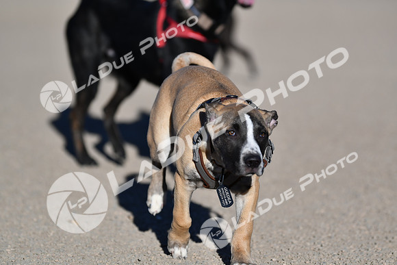 210118_SpringCanyonDogPark139