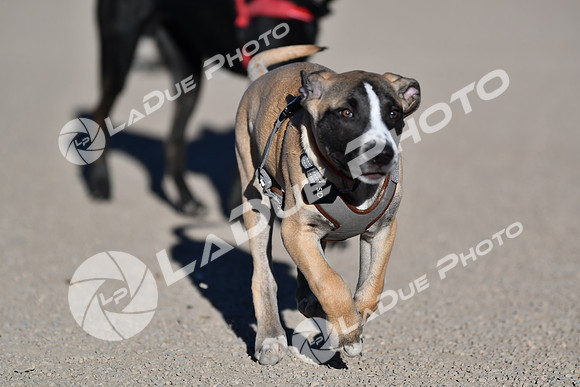 210118_SpringCanyonDogPark140