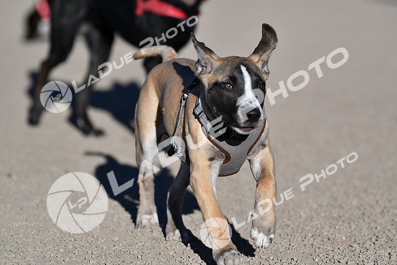 210118_SpringCanyonDogPark141