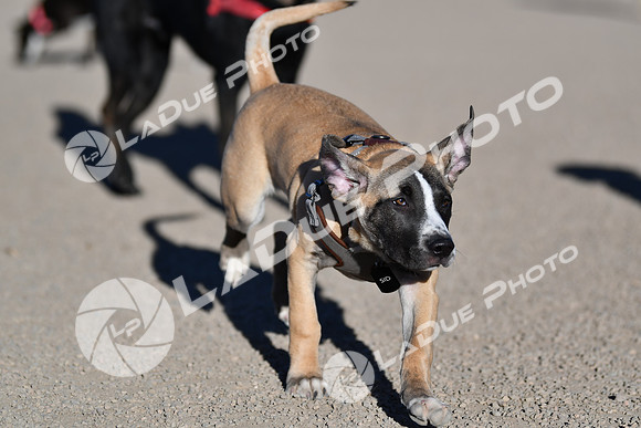 210118_SpringCanyonDogPark142