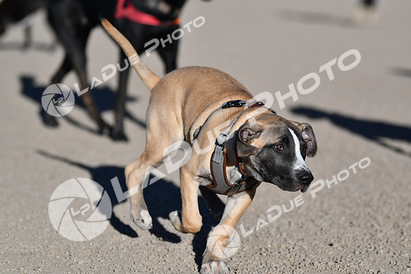 210118_SpringCanyonDogPark143