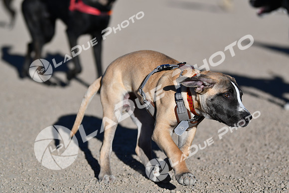 210118_SpringCanyonDogPark144