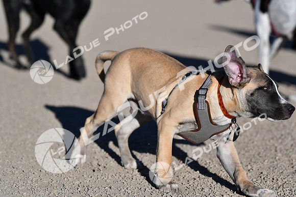 210118_SpringCanyonDogPark145