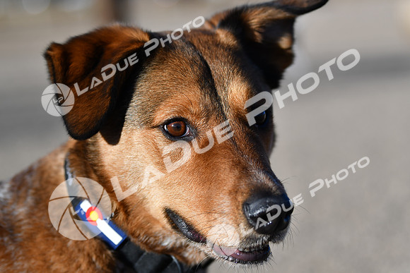210118_SpringCanyonDogPark146