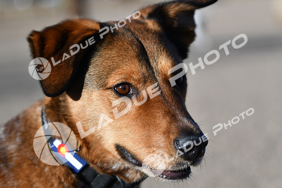 210118_SpringCanyonDogPark147