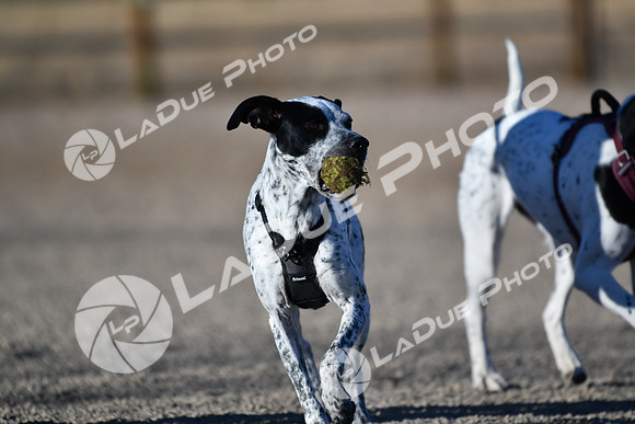 210118_SpringCanyonDogPark148