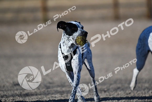 210118_SpringCanyonDogPark149