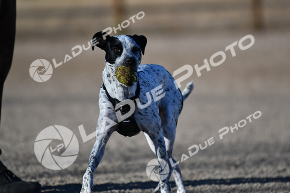 210118_SpringCanyonDogPark150