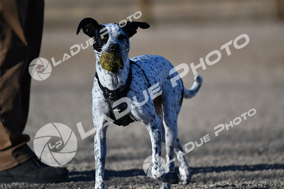210118_SpringCanyonDogPark151