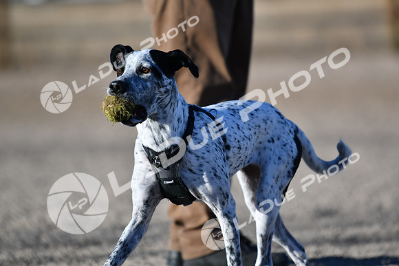 210118_SpringCanyonDogPark152