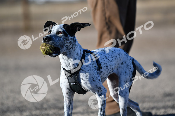 210118_SpringCanyonDogPark153