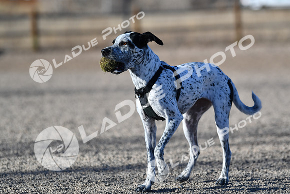 210118_SpringCanyonDogPark155