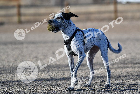 210118_SpringCanyonDogPark156
