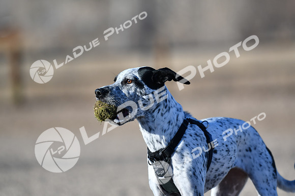210118_SpringCanyonDogPark157