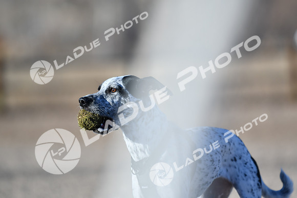 210118_SpringCanyonDogPark158