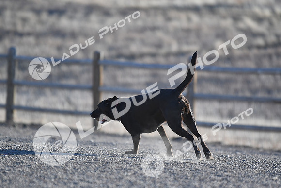 210118_SpringCanyonDogPark159