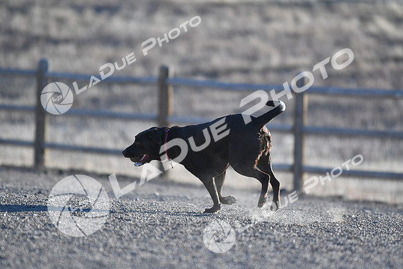 210118_SpringCanyonDogPark160