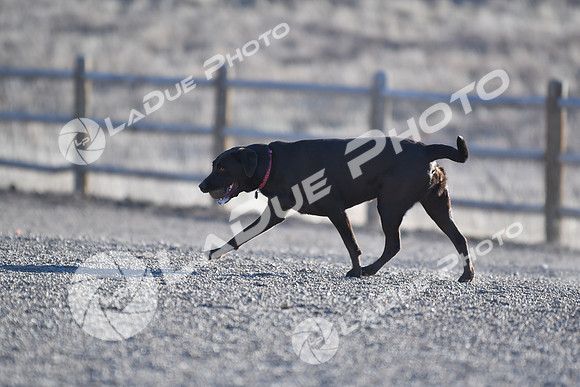210118_SpringCanyonDogPark161