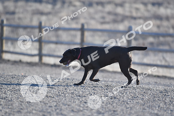 210118_SpringCanyonDogPark162